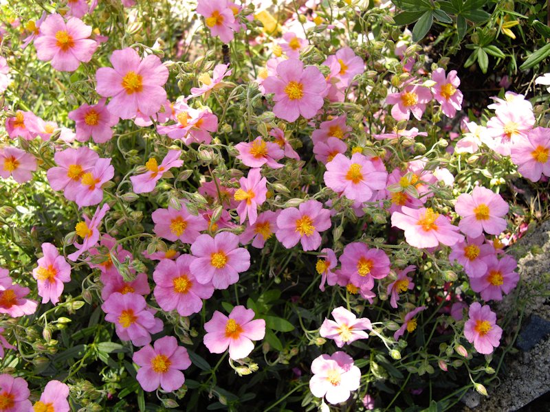 Helianthemum nummularium ssp pyrenaicum photo
